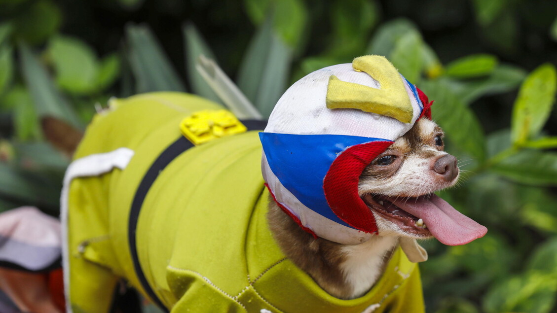 Pet fashion show held to mark World Animal Day in the Philippines © ANSA/EPA