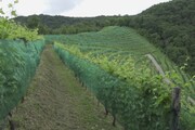 Il Cammino del Prosecco, guidati da GPS tra orizzonti e sapori