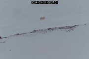 Cuccioli di orso polare escono dalla tana e raggiungono la madre (fonte: Polar Bears International / Norwegian Polar Institute / San Diego Zoo Wildlife Alliance)