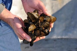 'Allevamenti di molluschi ko per clima e granchioi. Credit: Oregon State University - DA STEFY PASSA