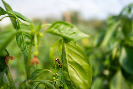 Cresce del 3,8% il fatturato delle cooperative bio