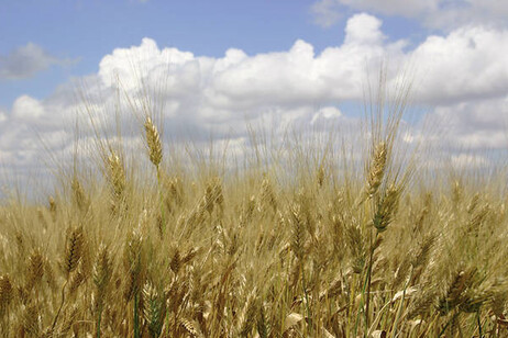 Campo di grano