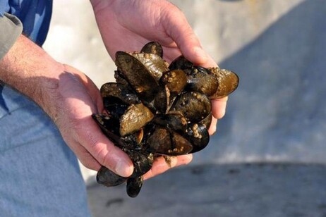 'Allevamenti di molluschi ko per clima e granchioi. Credit: Oregon State University - DA STEFY PASSA