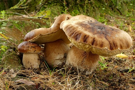 Funghi porcini (fonte: Bernard Spragg/Flickr)