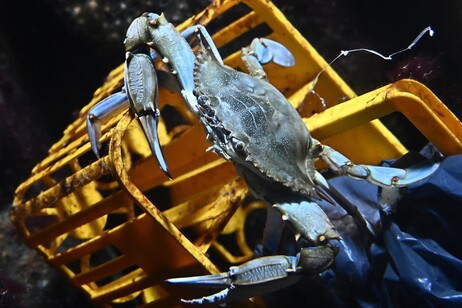 'Auguri col granchio blu', i pescatori scrivono alla premier