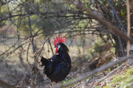 Il pollo romagnolo presidio slow food