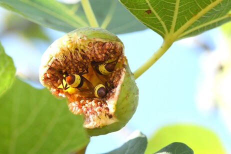 Tre vespe orientali si nutrono in un fico maturo (fonte: Eran Levin)