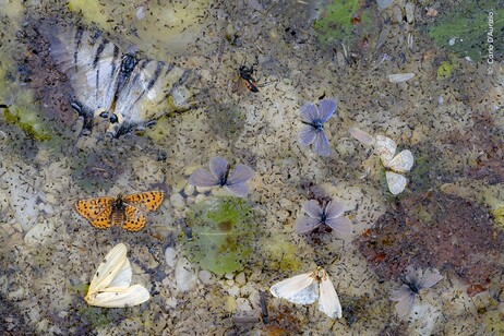 Lo scatto ‘Fallen from the Sky’ di Carlo D’Aurizio (fonte: Wildlife Photographer of the Year, Museo di Storia Naturale di Londra)