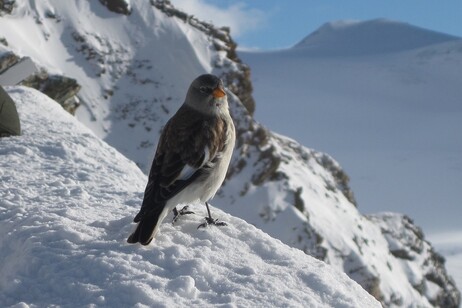 A white-winged snowfinch (credit: Doc Searls, Flickr)