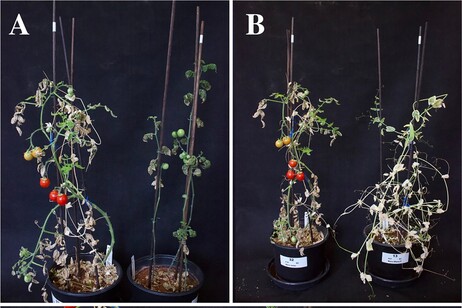 Le piante coltivate in monocoltura e in consociazione (fonte: Goncalves et al. / Plos One, 2024)