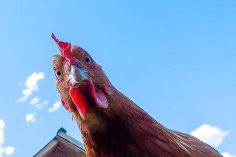 Anche i polli arrossiscono quando provano forti emozioni (fonte: Govind Oza, iStock)