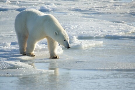 Un orso polare cammina su un sottile strato di ghiaccio marino (fonte: Kt Miller/Polar Bears International)