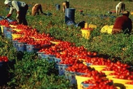 Braccianti impegnati nella raccolta dei pomodori. Immagine d'archivio