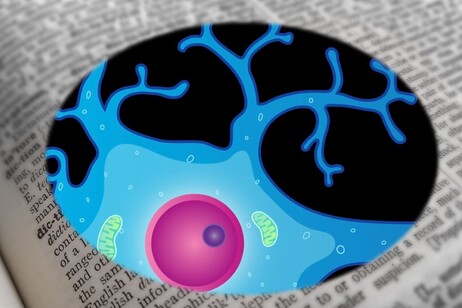 Osservata la srategia con cui ogni neurone comprende il significto delle parole (fonti: la rappresentazione grafica del neurone è di National Institutes of Health, National Institute of Mental Health da Flickr, la pagine del dizionario è di Needpix)