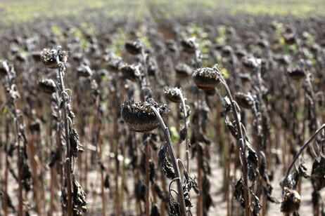 Siccità: Legacoop Agroalimentare, al Sud 4 miliardi di danni