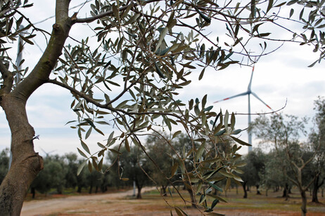 Città dell'Olio e Città del Vino, no alle speculazioni green