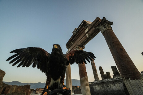 Le guardiane alate di Pompei, due rapaci a 'difendere' gli scavi dai piccioni