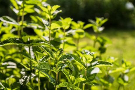 Pomodori, menta e assenzio sul balcone, sono armi naturali contro le vespe