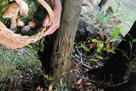 Un cercatore di funghi in un'immagine di archivio