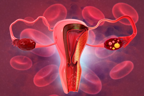 Rappresentazione grafica delle ovaie (fonte: Rasi Bhadramani, iStock)