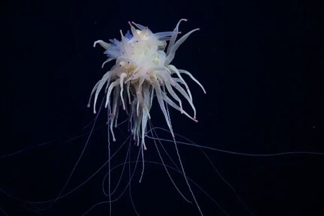 un esemplare di Bathyphysa conifera (fonte: ROV SuBastian/Ist. Oceanico Schmidt)