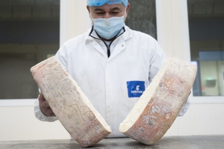 La produzione di gorgonzola supera i 5,27 milioni di forme