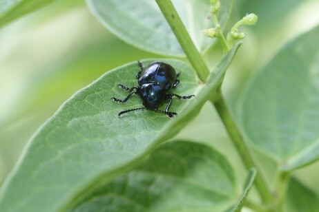 Un coleottero crisomelide appartenente alla specie Cassida viridis (fonte: Davide Sassi)