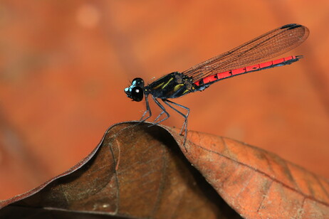 Un esemplare di&nbsp;Chlorocypha cyanifrons, un insetto che vive negli ambienti d'acqua dolce (fonte:&nbsp;Jens Kipping)