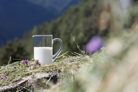 Alla scoperta del latte fieno altoadesino, qualità sostenibile