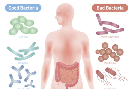 Oltre metà italiani ha disturbi intestinali ma ignora microbiota