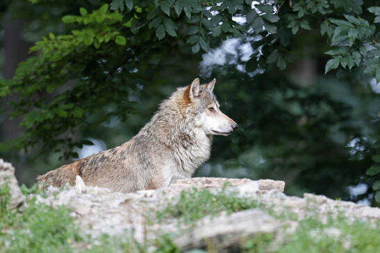 Lupo meno protetto, l'Ue propone modifica alla direttiva Habitat