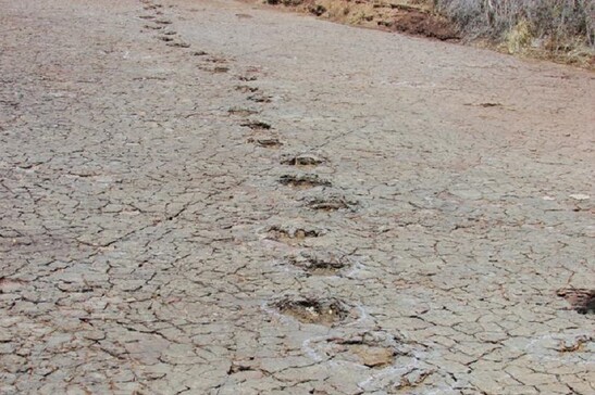 Una pista di impronte impresse da un dinosauro ornitopode in località Passagem das Pedra in Brasile (fonte: Ismar de Souza Carvalho)