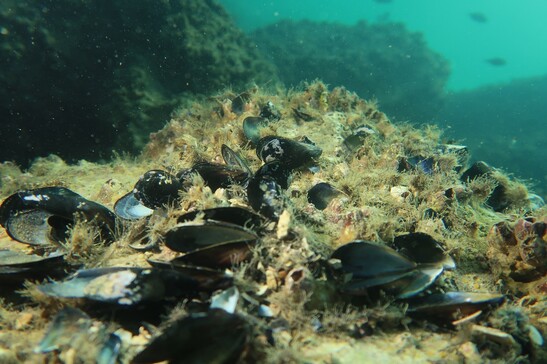 Le distese di mitili morti sul fondale di Numana (fonte: E. Azzurro CNR- Irbim)