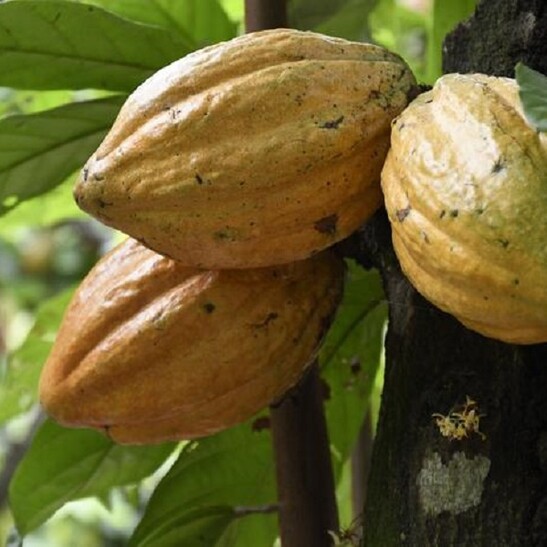 Frutti di Theobroma cacao (fonte: Daniel Tineo, CC-BY 4.0)