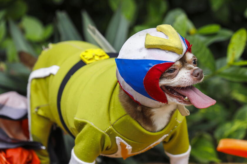 Pet fashion show held to mark World Animal Day in the Philippines © ANSA/EPA