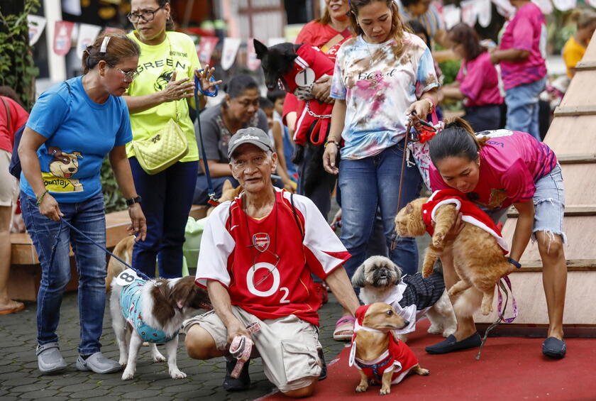 Pet fashion show held to mark World Animal Day in the Philippines © ANSA/EPA