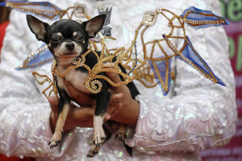 Pet fashion show held to mark World Animal Day in the Philippines © ANSA/EPA