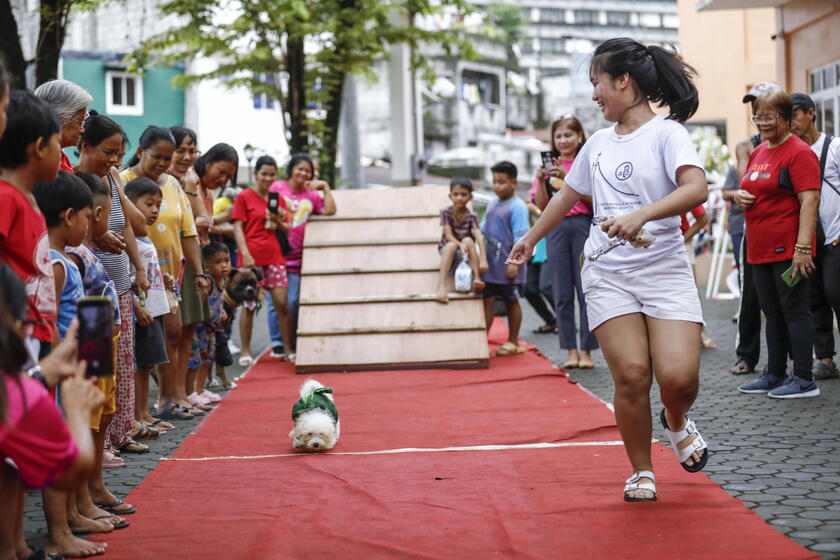 Pet fashion show held to mark World Animal Day in the Philippines © ANSA/EPA