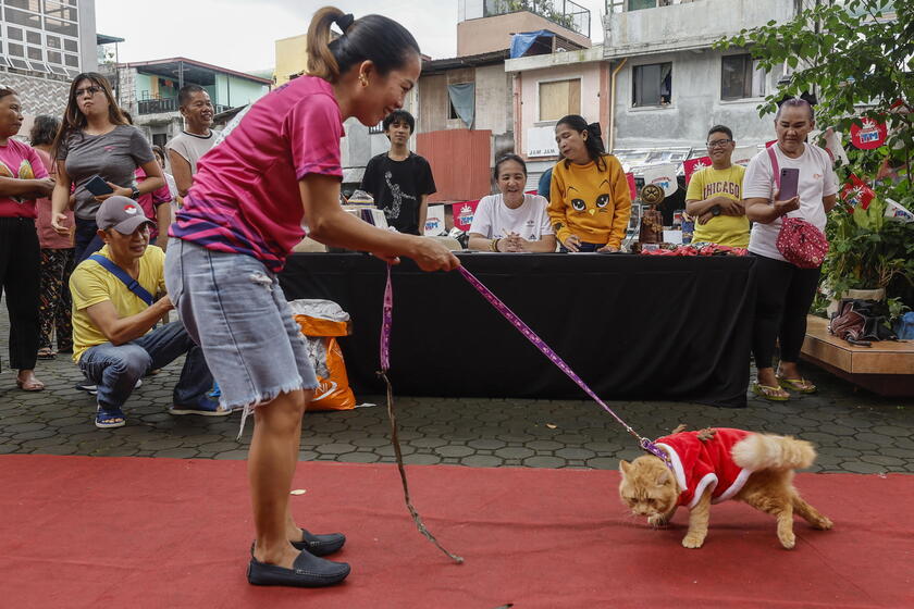 Pet fashion show held to mark World Animal Day in the Philippines © ANSA/EPA