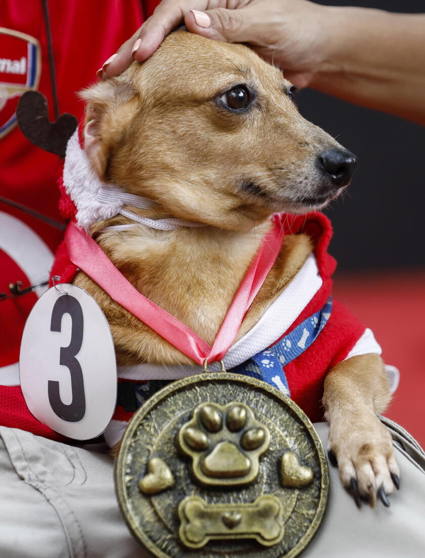 Pet fashion show held to mark World Animal Day in the Philippines © ANSA/EPA