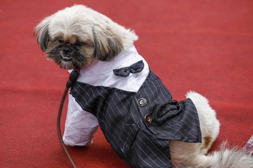 Pet fashion show held to mark World Animal Day in the Philippines © ANSA/EPA