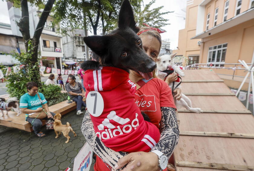 Pet fashion show held to mark World Animal Day in the Philippines © ANSA/EPA