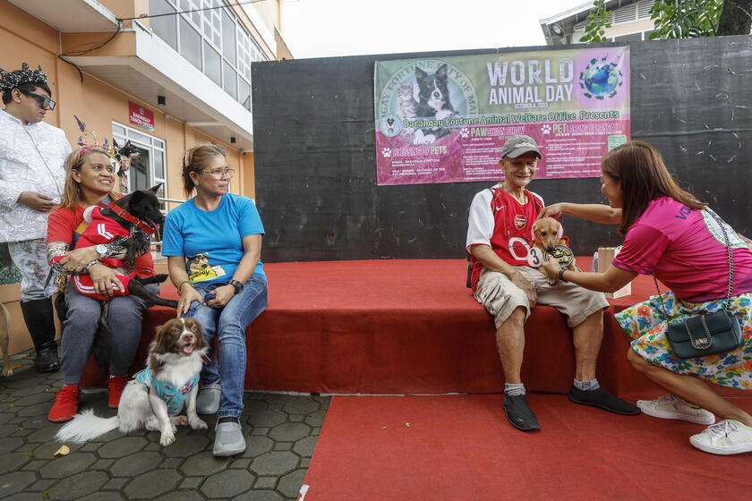 Pet fashion show held to mark World Animal Day in the Philippines © ANSA/EPA