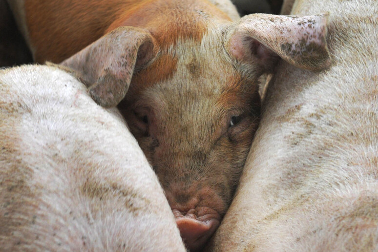 In Piemonte primo caso di Peste suina in allevamento suinicolo - RIPRODUZIONE RISERVATA