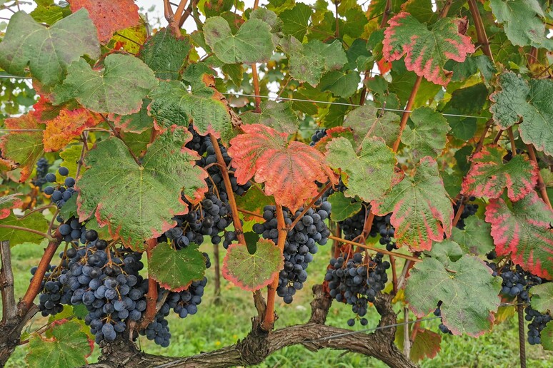 Vendemmia in anticipo in Emilia-Romagna, comincia l '8 agosto - RIPRODUZIONE RISERVATA