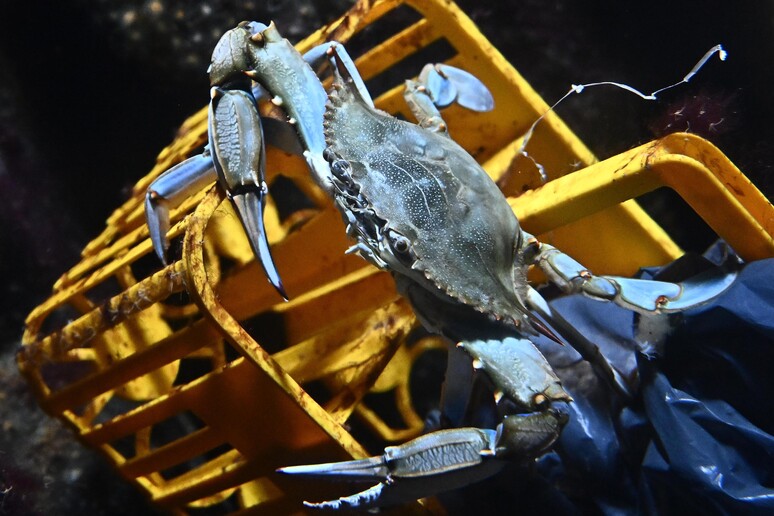 'Auguri col granchio blu ', i pescatori scrivono alla premier -     RIPRODUZIONE RISERVATA