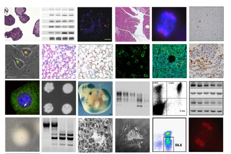 Un algoritmo a garanzia della qualità delle immagini scientifiche (fonte: Proofig) -     RIPRODUZIONE RISERVATA