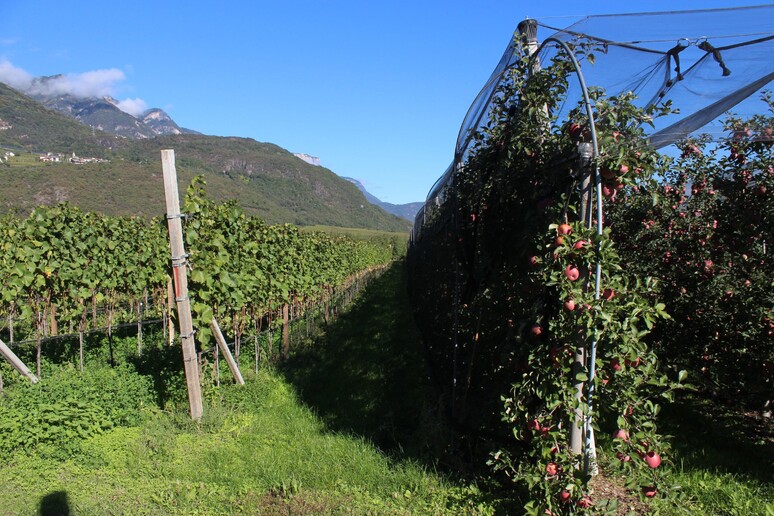 Studio, il settore delle mele in Alto Adige è più resiliente - RIPRODUZIONE RISERVATA