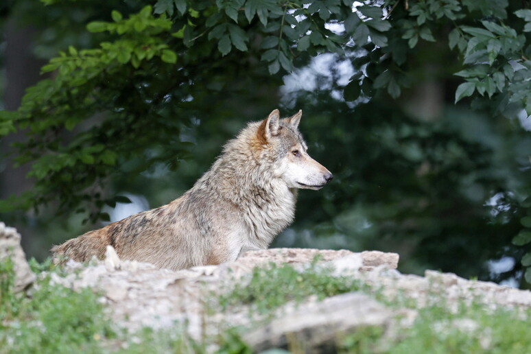 Lupo meno protetto, l 'Ue propone modifica alla direttiva Habitat - RIPRODUZIONE RISERVATA