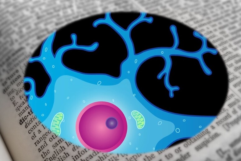 Osservata la srategia con cui ogni neurone comprende il significto delle parole (fonti: la rappresentazione grafica del neurone è di National Institutes of Health, National Institute of Mental Health da Flickr, la pagine del dizionario è di Needpix) - RIPRODUZIONE RISERVATA